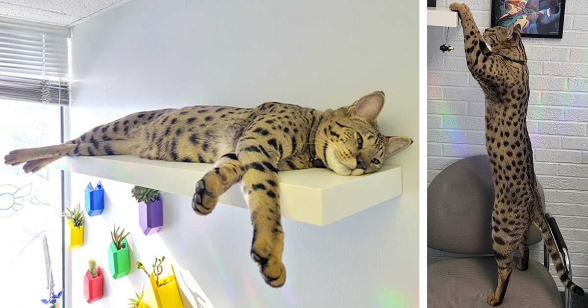 fenrir-the-tallest-cat-thumbnail.jpg - ViralBandit