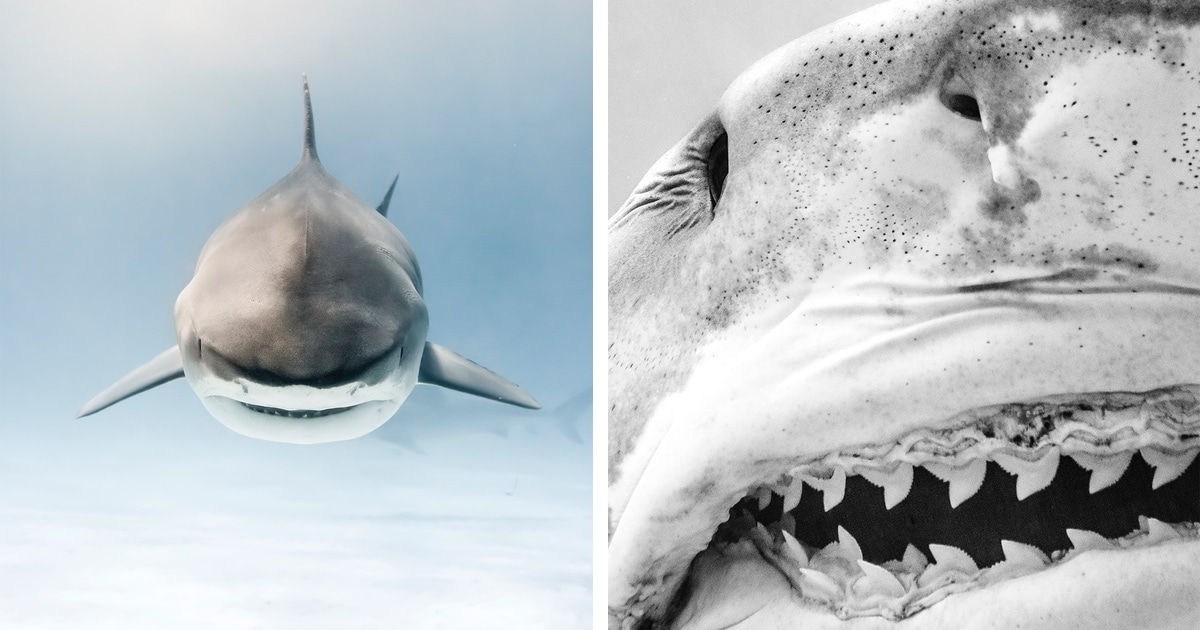 mike-coots-shark-photography-thumbnail-2.jpeg - ViralBandit