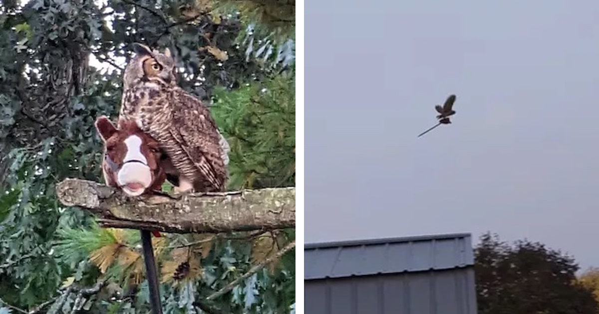 owl-flies-away-stick-toy-thumbnail.jpg - ViralBandit