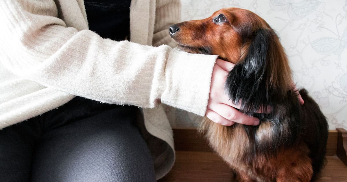 petting-dogs-same-health-benefits-as-socialising-FB.jpg - ViralBandit