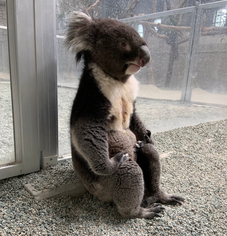 Koala at the Zoo Sits and Poses Like He’s Lost in His Thoughts and Goes Viral