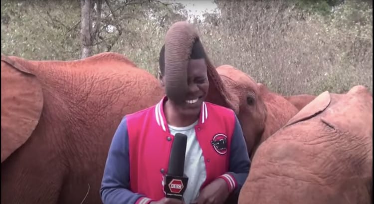 Orphaned Baby Elephant Plays With and Interrupts TV Journalist in the Middle of a Report