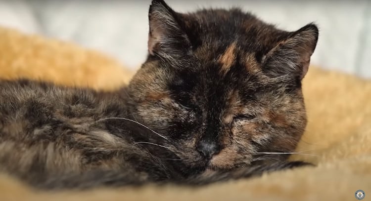 Flossie is The Oldest Living Cat At Age 27