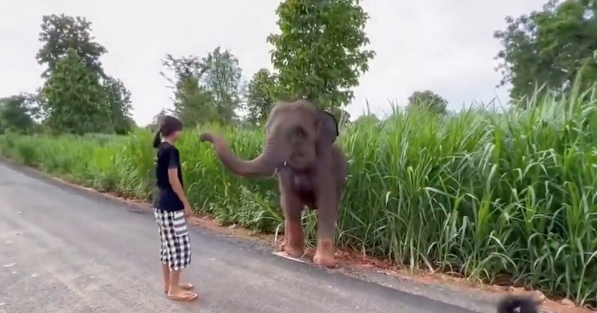 baby-elephant-stuck-mud-fb.jpg - ViralBandit