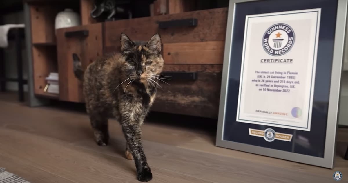 oldest-cat-alive-fb.jpg - ViralBandit