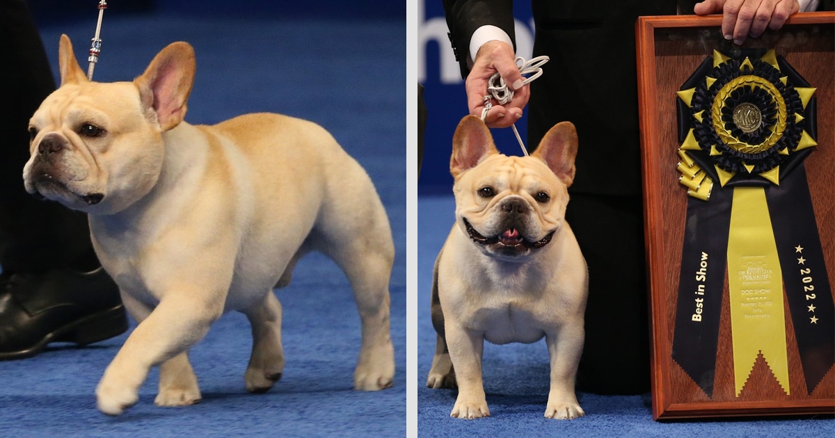 winston-french-bulldog-wins-thumbnail.jpg - ViralBandit