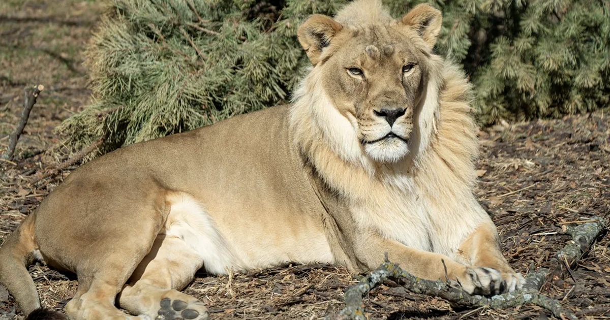 zuri-lioness-mane-thumbnail.jpg - ViralBandit