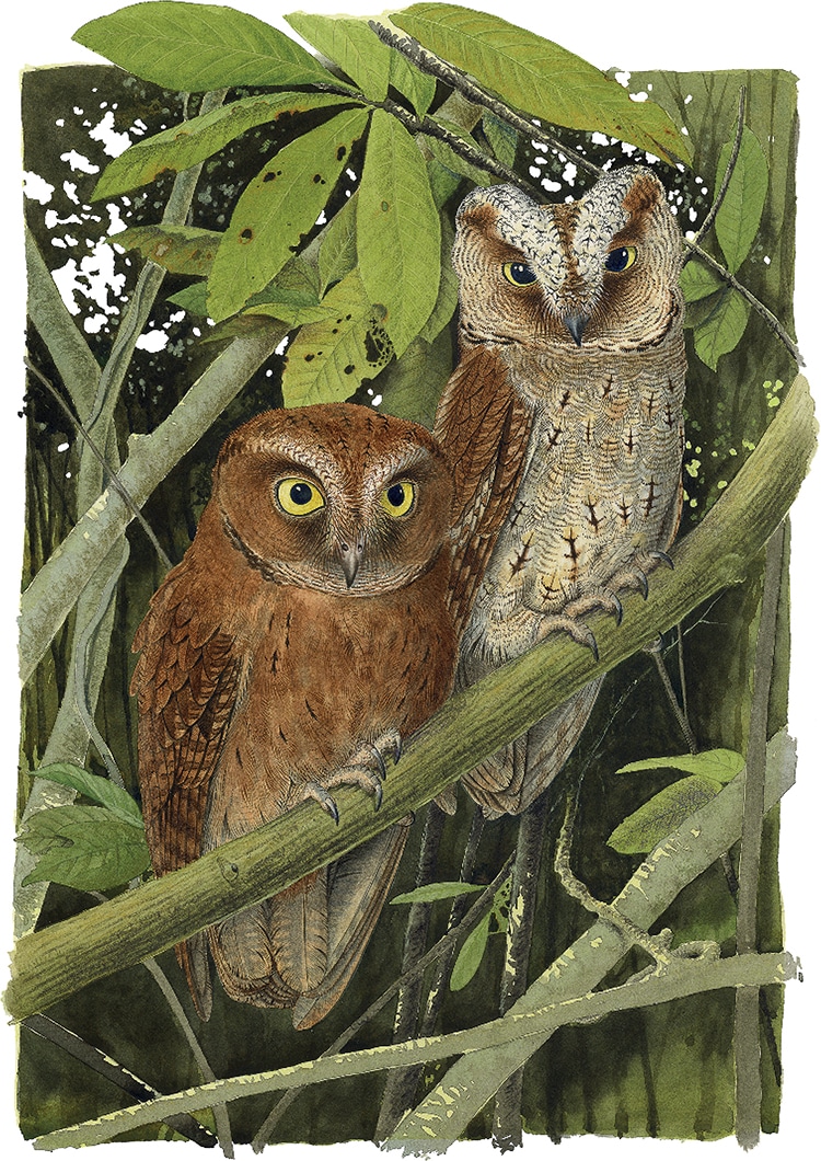 New Scops Owl Species
