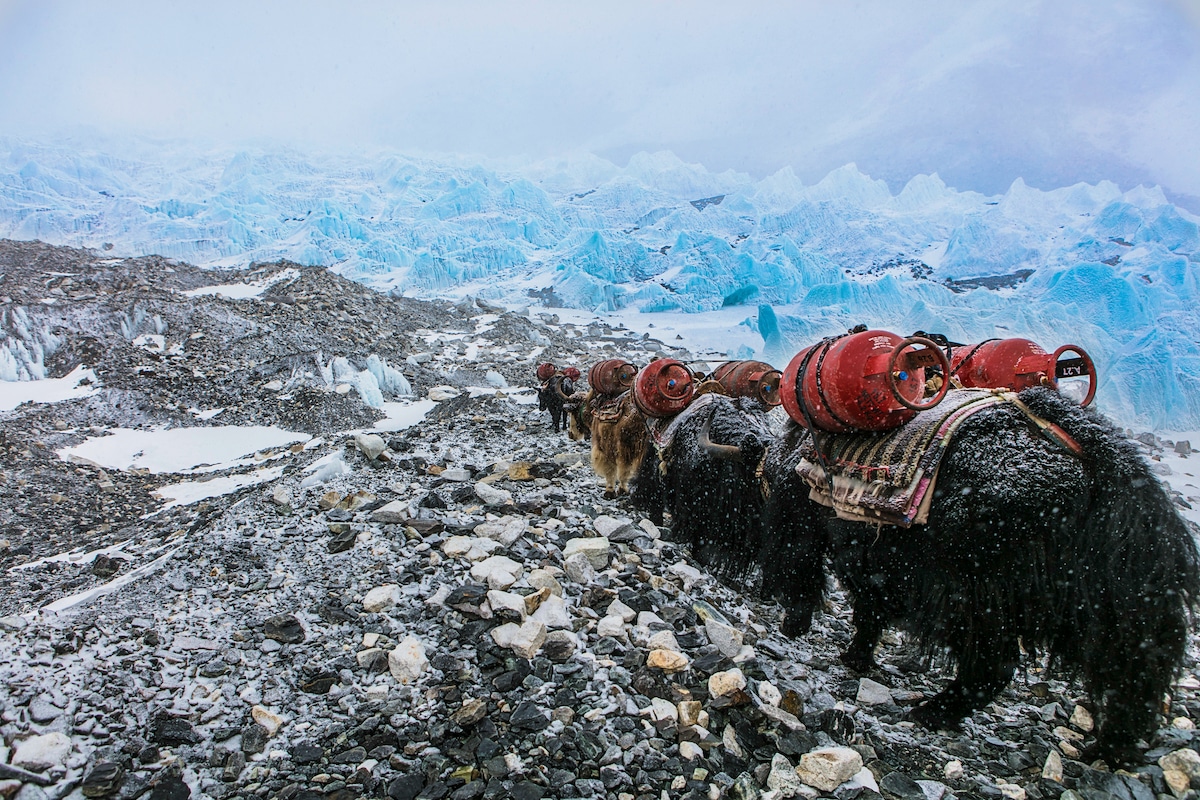 Sherpas Passing with Their Yaks on Everest Base Camp Trek