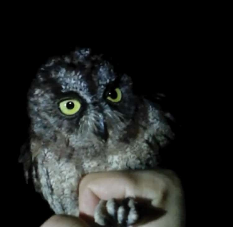 New Scops Owl Species