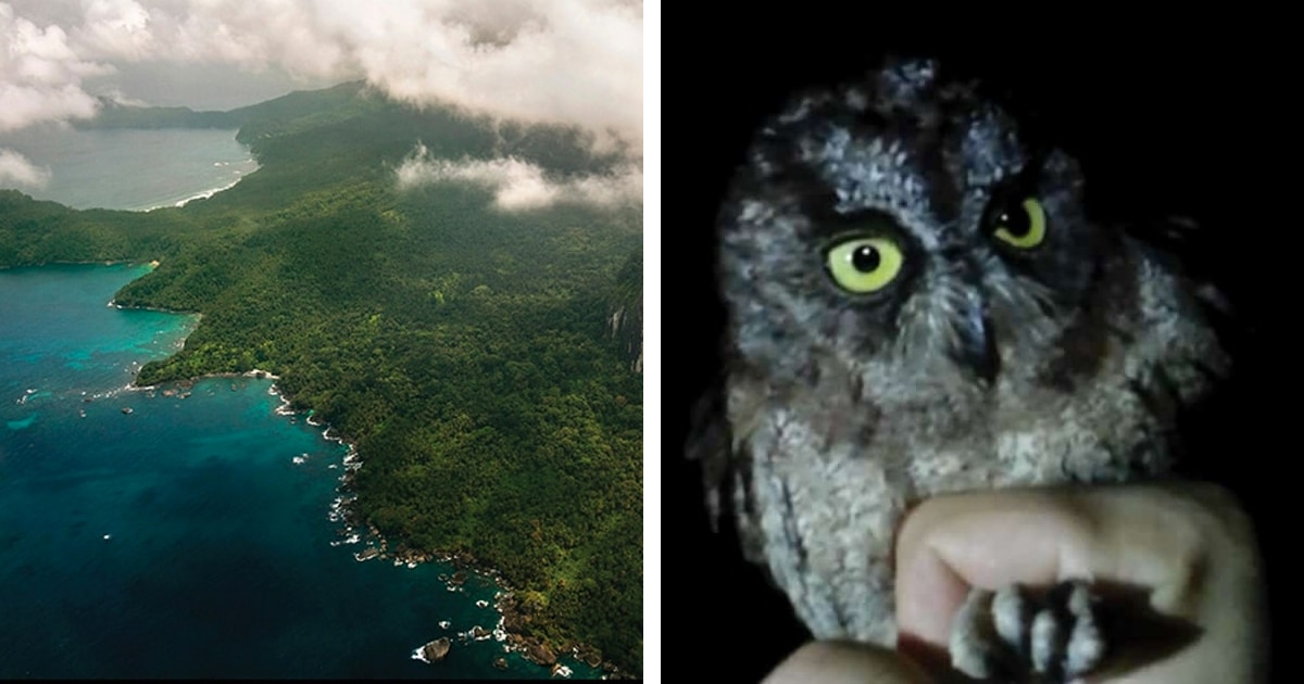 new-owl-species-otus-bikegila-thumbnail.jpg - ViralBandit