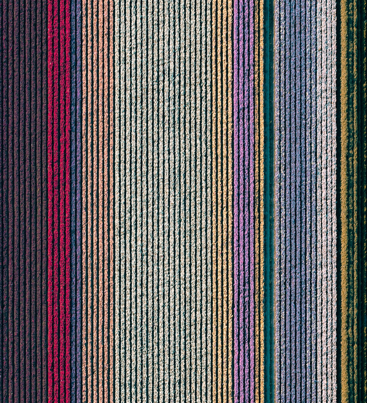 Colorful Photo of Flowers in a Field