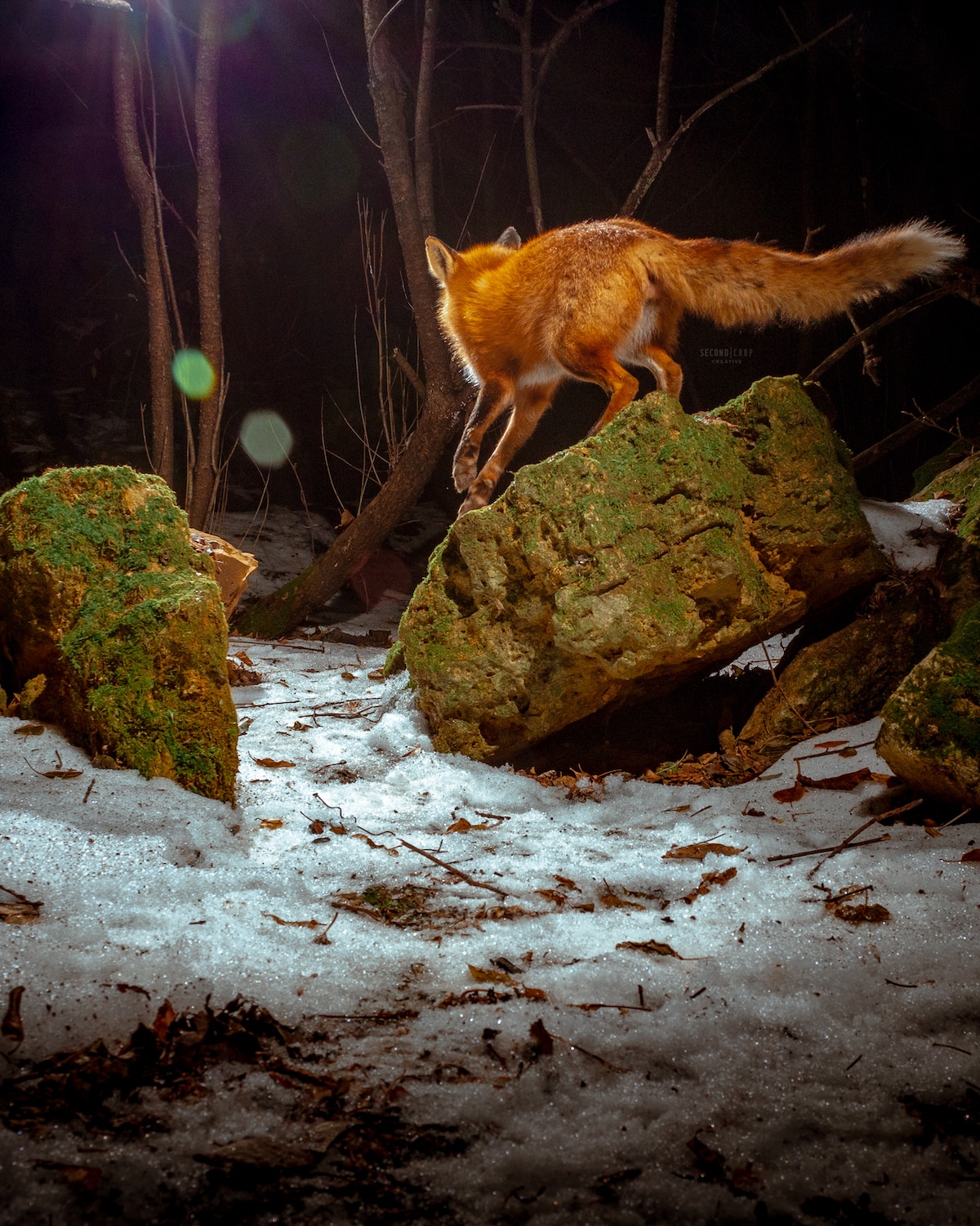 Fox Caught on DIY Camera Trap by Ross Harried