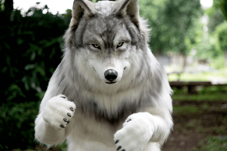 Lifelike Wolf Costume