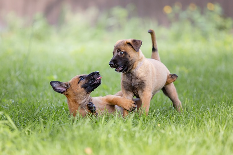 Adorable Belgian Malinois Dog Breed Is the Most Intelligent Dog Breed