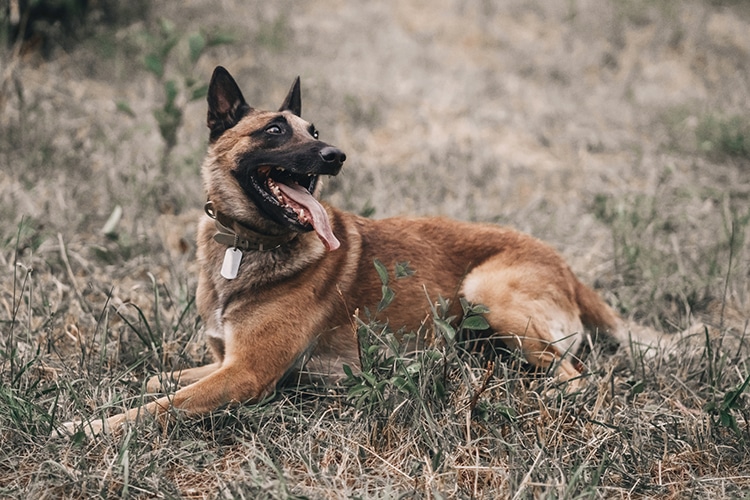 Adorable Belgian Malinois Dog Breed Is the Most Intelligent Dog Breed