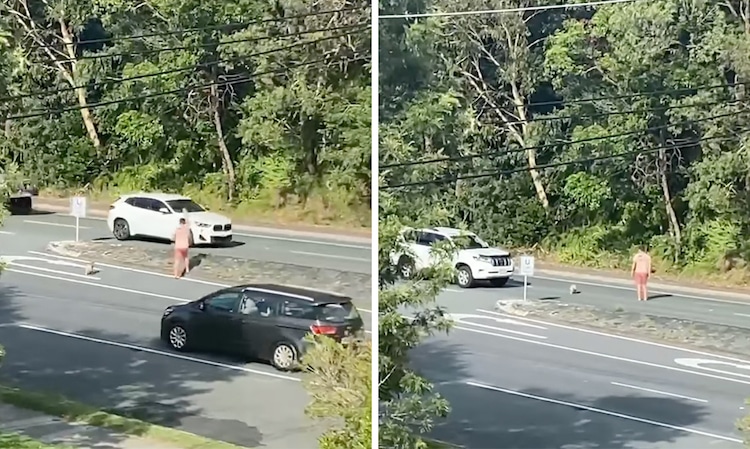 Man Helps Koala Cross the Street