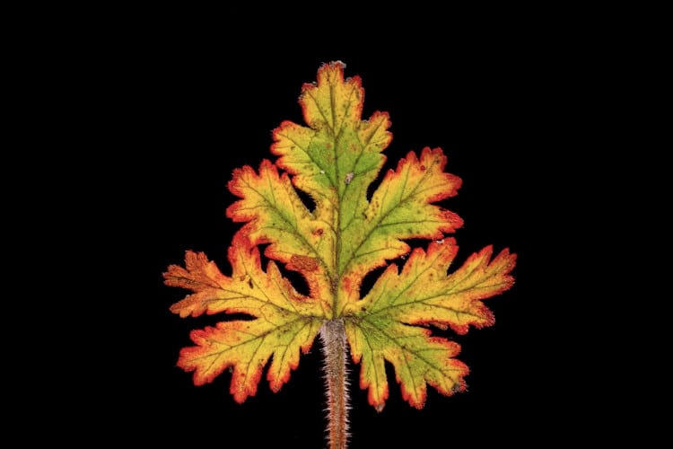 Photographer Makes an Amazing Stop-Motion Video Featuring 12,000 Leaves