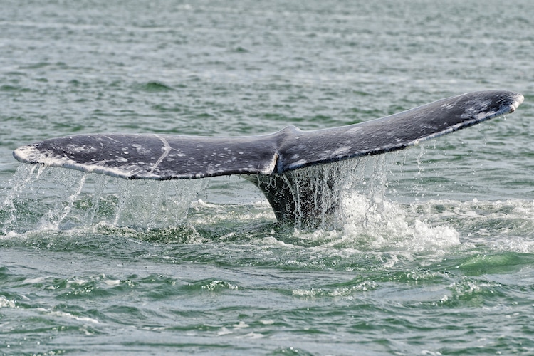 Gray Whale Tail Going Down in the Water