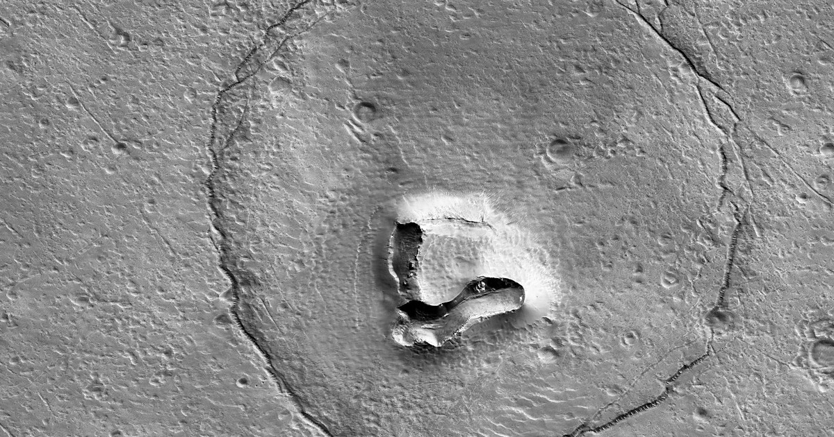bear-face-mars-fb.jpg - ViralBandit