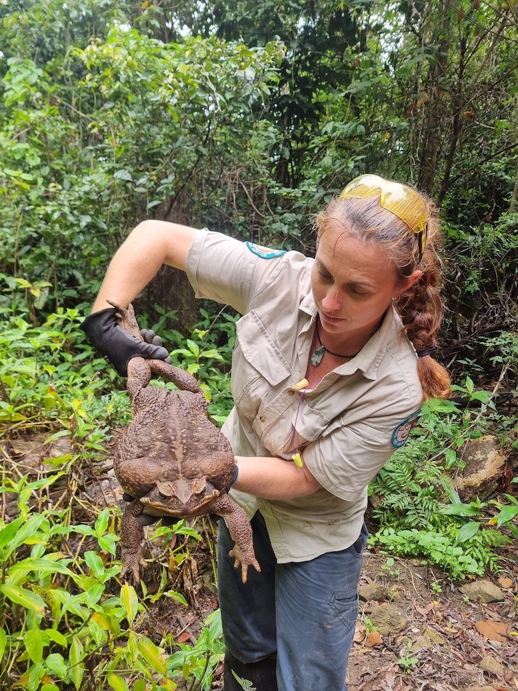 Toadzilla Cane Toad Found in Queensland