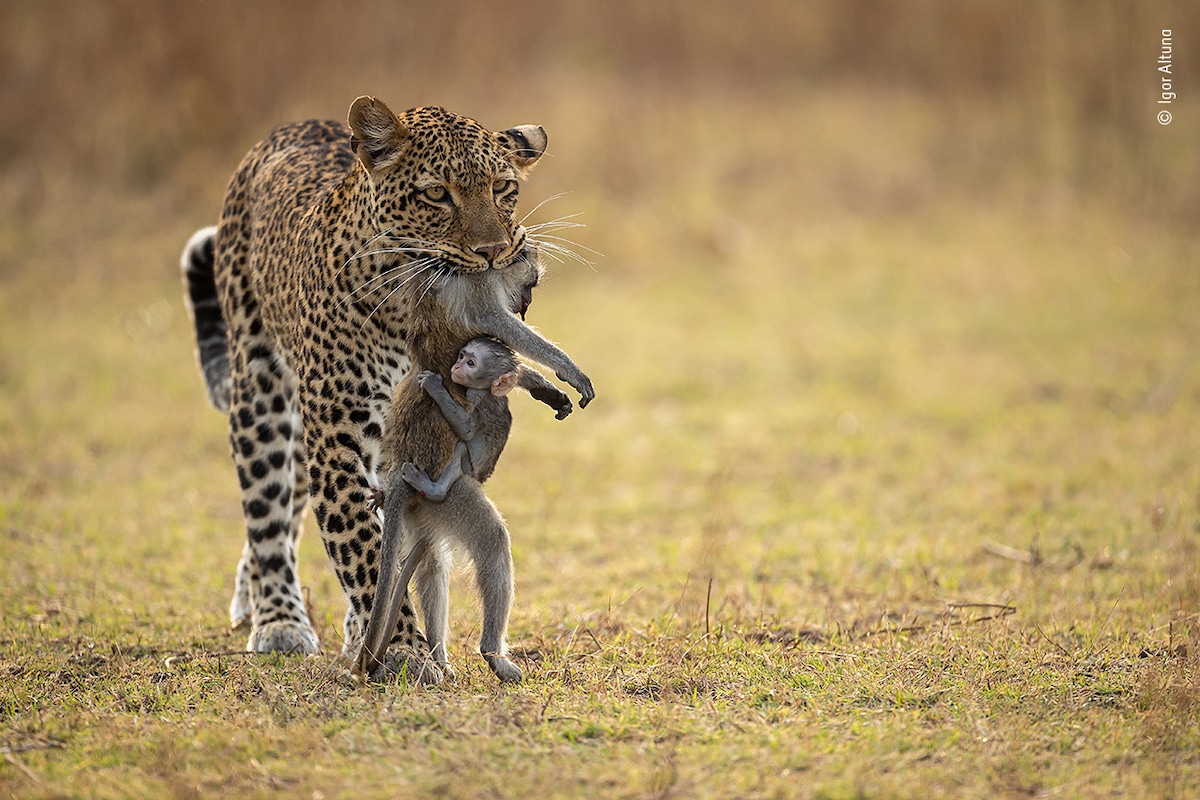 Leopard Carrying Prey