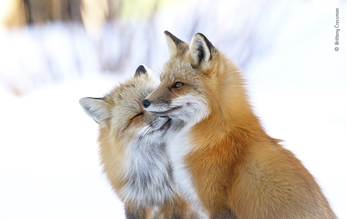 Two Red Foxes Nuzzling Each Other