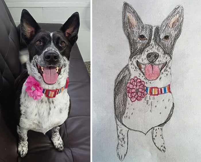 Shelter-raises-funds-through-bad-pet-drawings-63e66a7943fb8__700