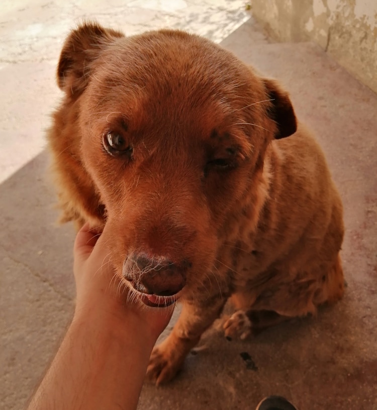 Meet Bobi, a Portuguese Farm Pup and the Oldest Living Dog Ever at 30 Years and 267 Days Old