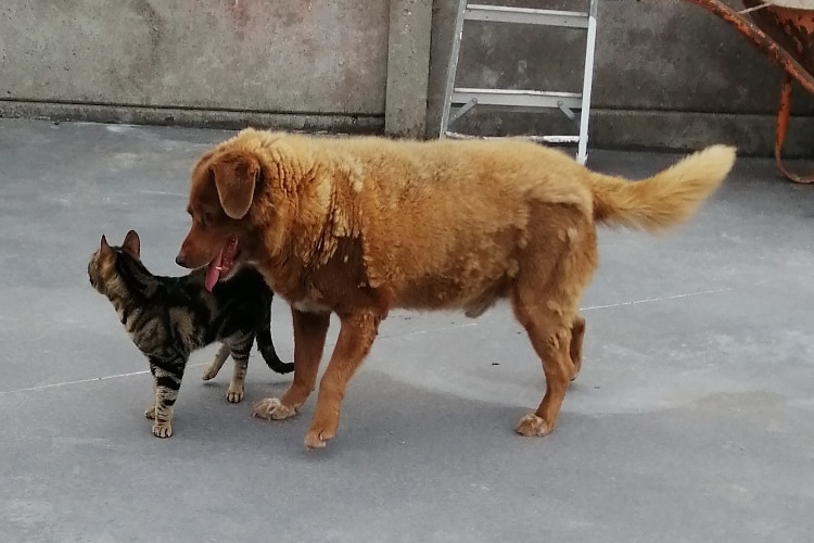 Meet Bobi, a Portuguese Farm Pup and the Oldest Living Dog Ever at 30 Years and 267 Days Old