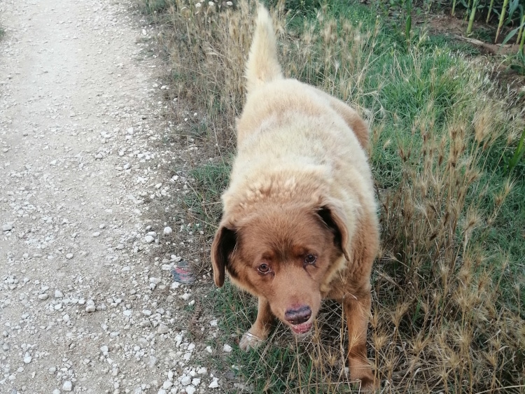 Meet Bobi, a Portuguese Farm Pup and the Oldest Living Dog Ever at 30 Years and 267 Days Old