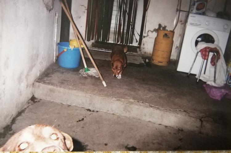 Meet Bobi, a Portuguese Farm Pup and the Oldest Living Dog Ever at 30 Years and 267 Days Old