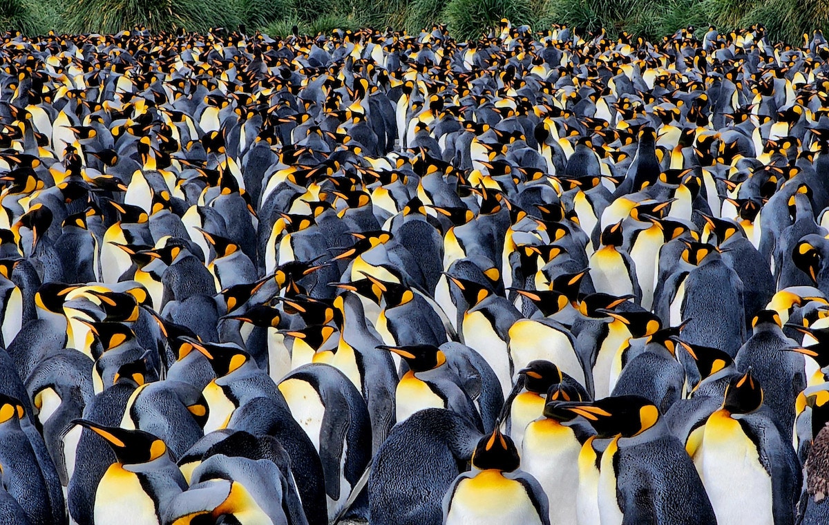 King Penguins Crowding Together on the beaches of Gold Harbor in South Georgia