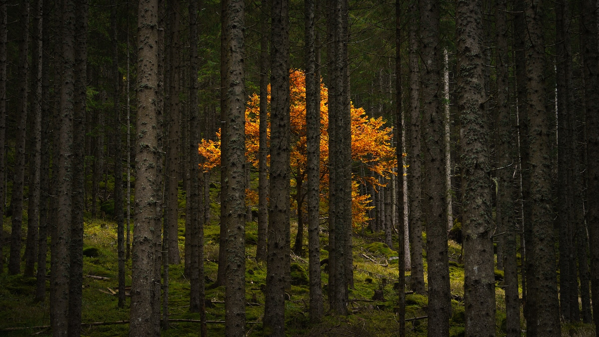 Golden Tree in an Austrian Forest
