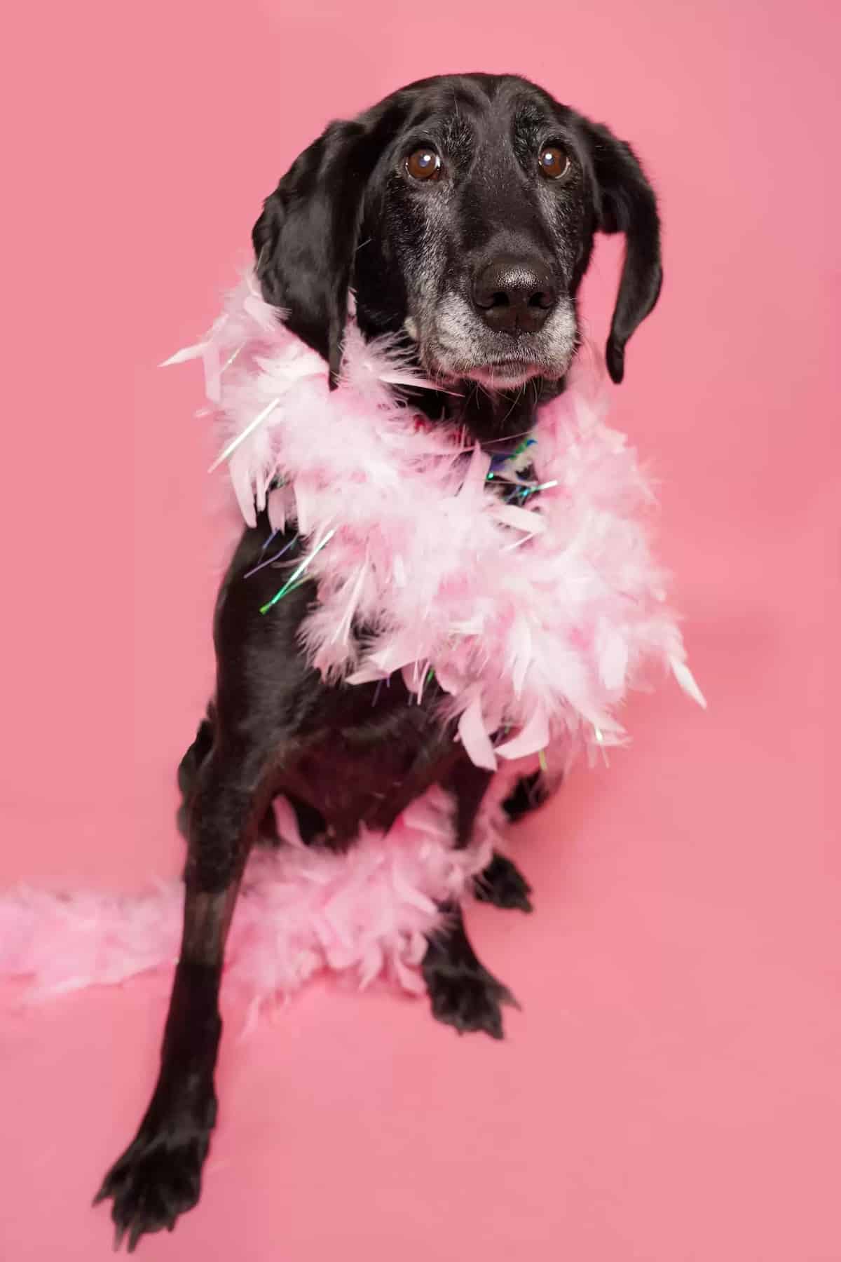 Shelter Dogs Dressed in Valentine's Day Photo Shoot