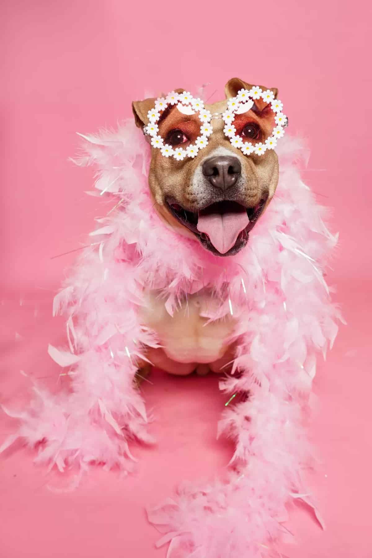 Shelter Dogs Dressed in Valentine's Day Photo Shoot