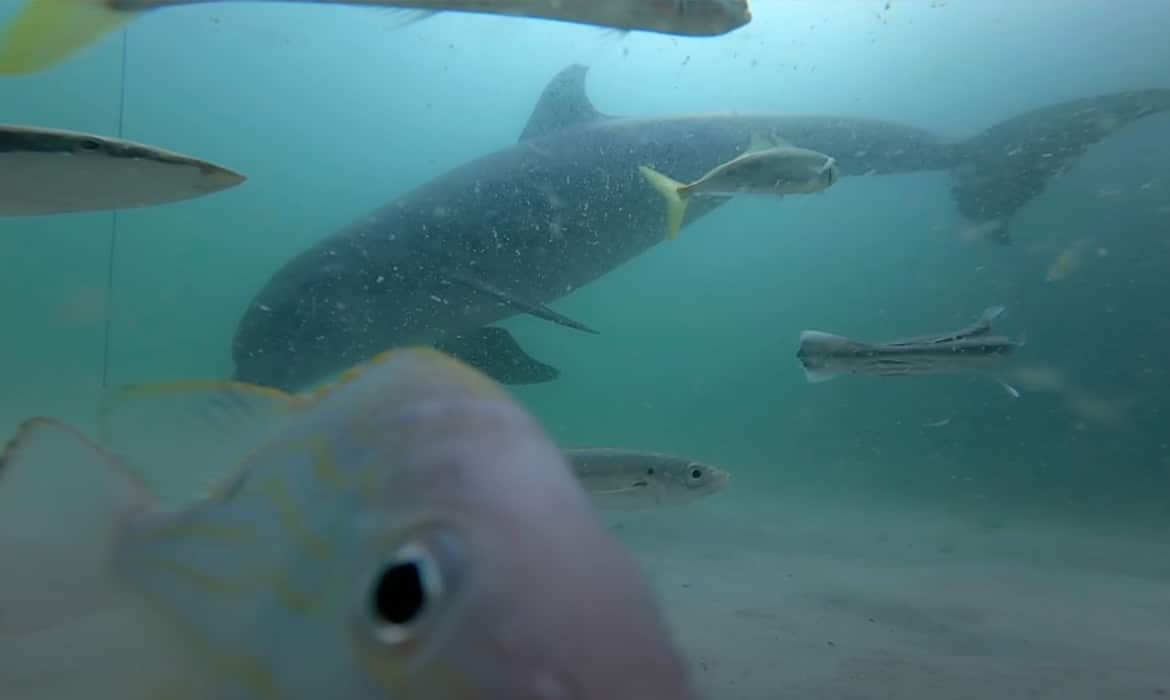 dolphin and other fish appear on gopro footage