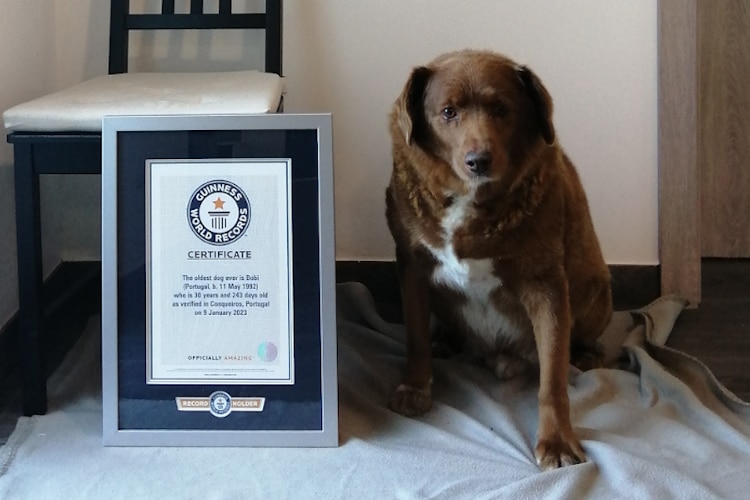 Meet Bobi, a Portuguese Farm Pup and the Oldest Living Dog Ever at 30 Years and 267 Days Old