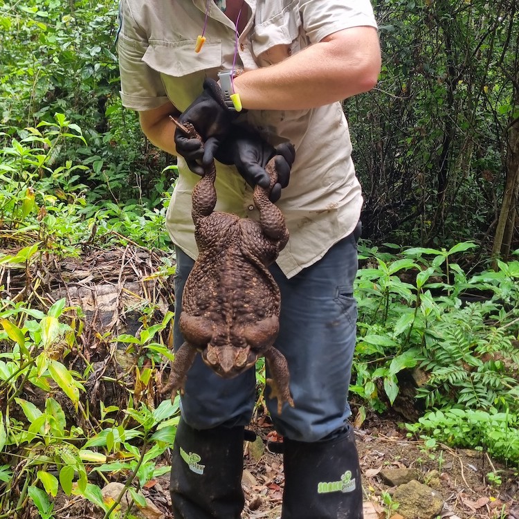 Giant Cane Toad in Australia