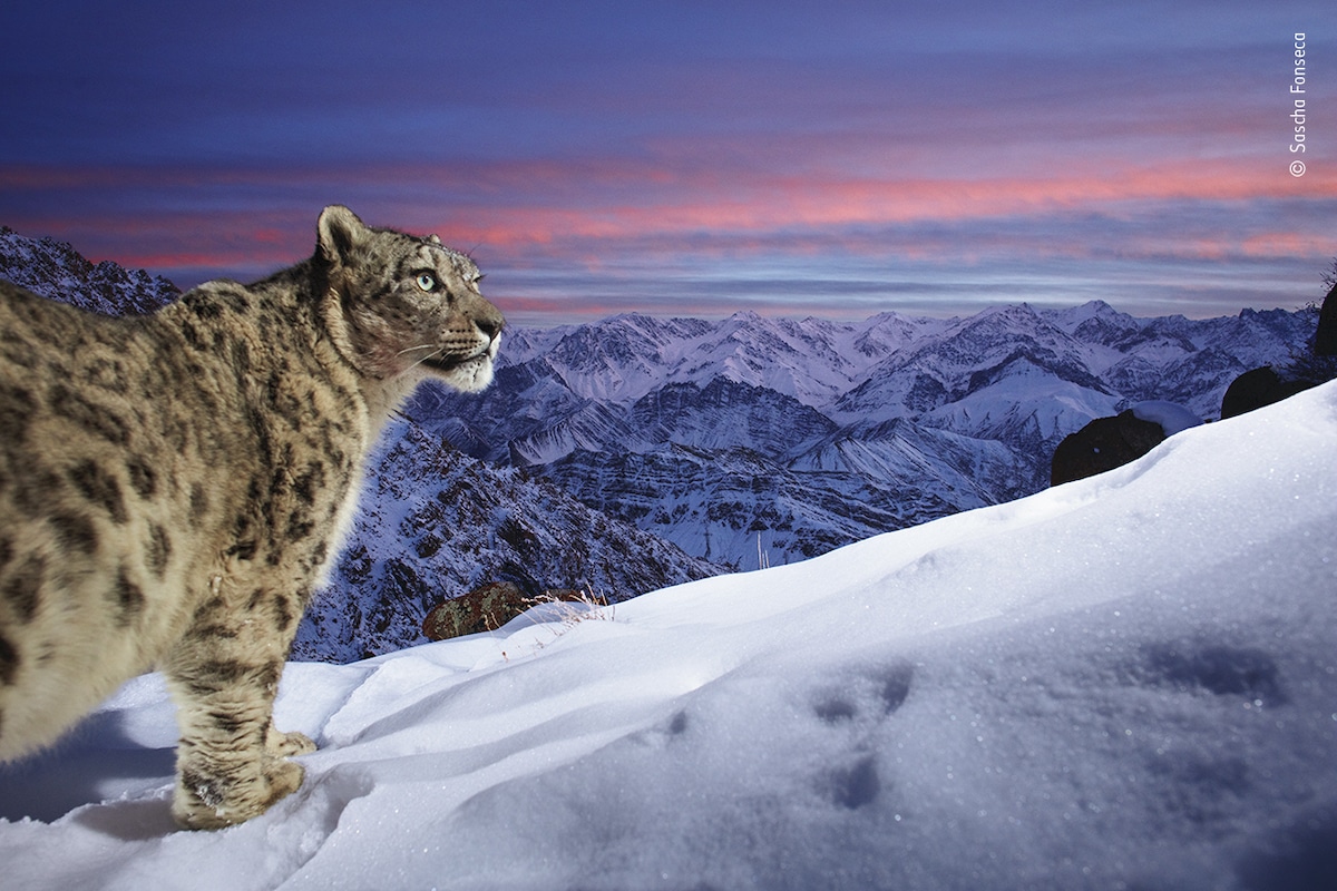 Snow Leopard in the Indian Himalayas