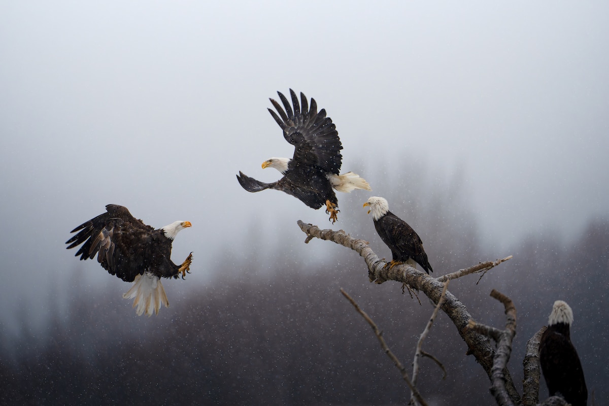 Bald Eagle Stealing Perch at the Chilkat Bald Eagle Preserve in Alaska