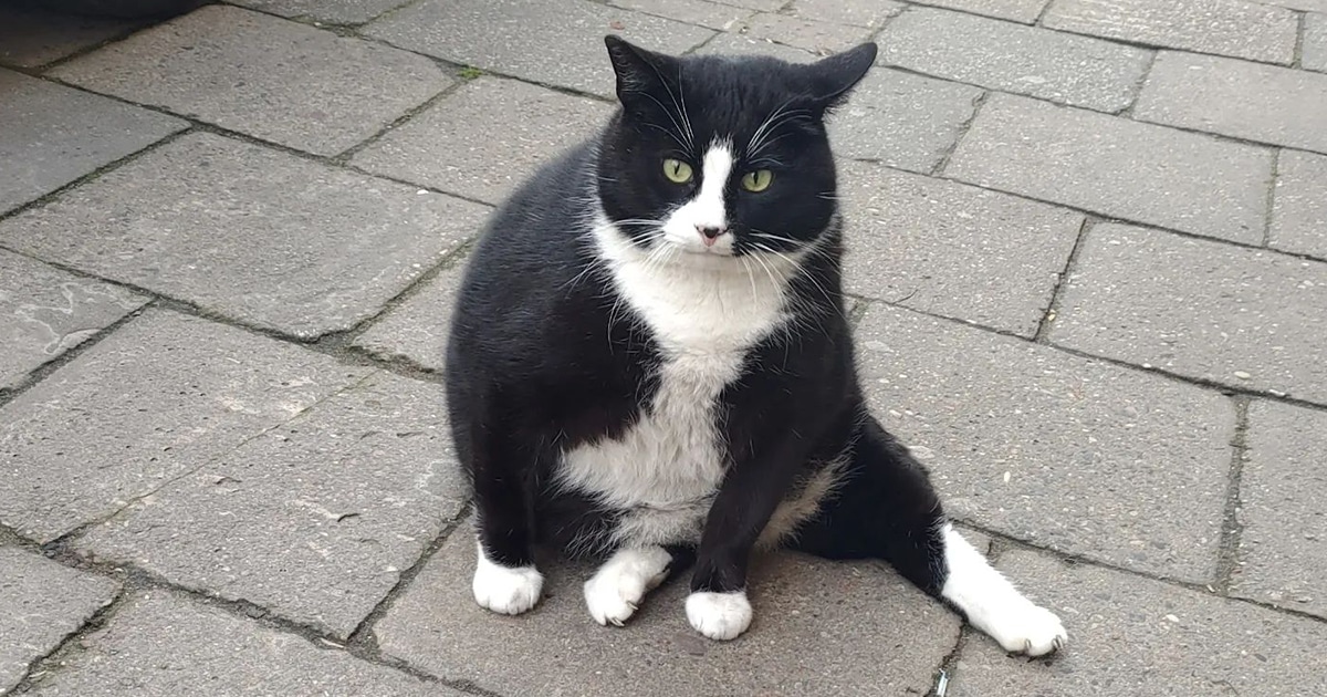 gacek-cat-poland-fb-thumbnail.jpg - ViralBandit