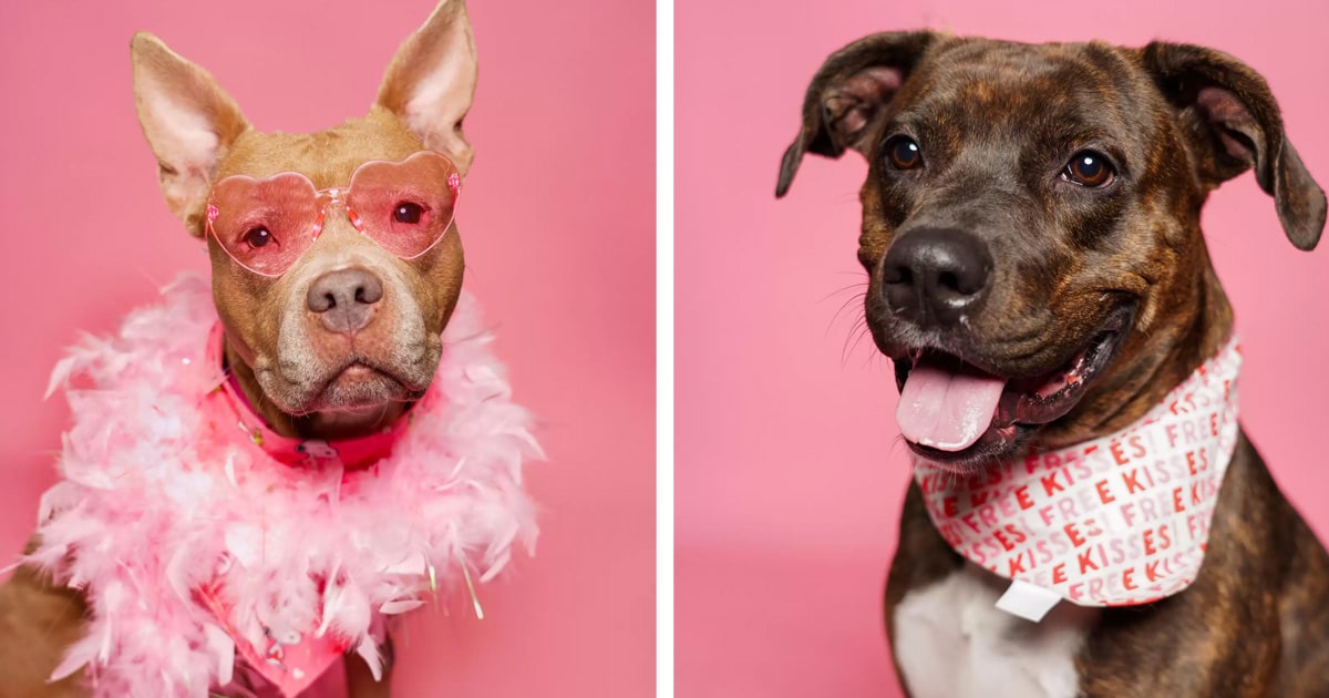 valentines-shelter-dog-photo-shoot-thumbnail.jpg - ViralBandit