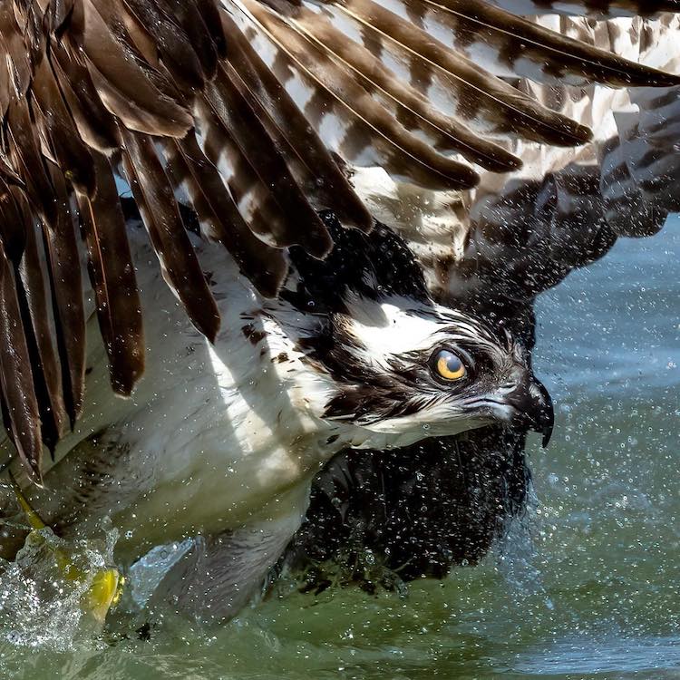 Osprey Hunting by Mark Smith Photography