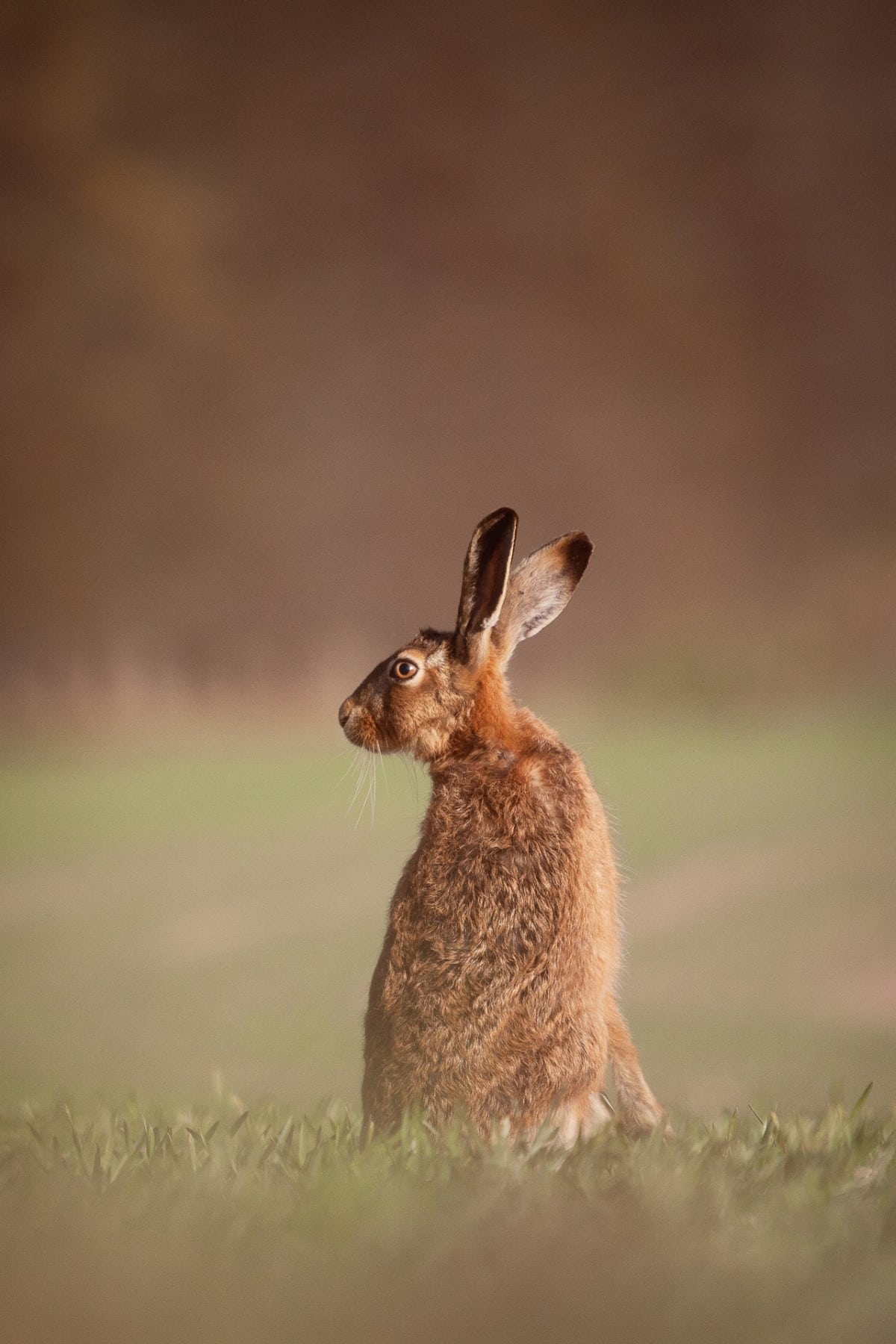 Brown hare in a field