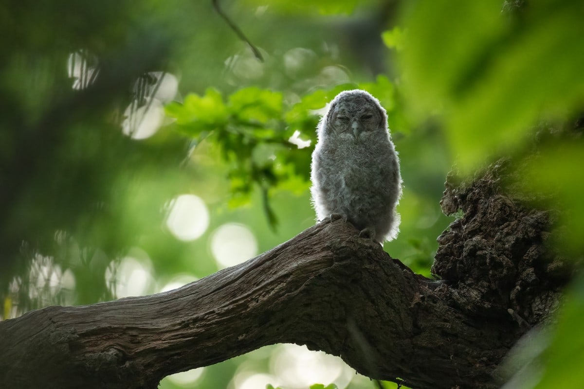 Tawny Owlet on a Branch