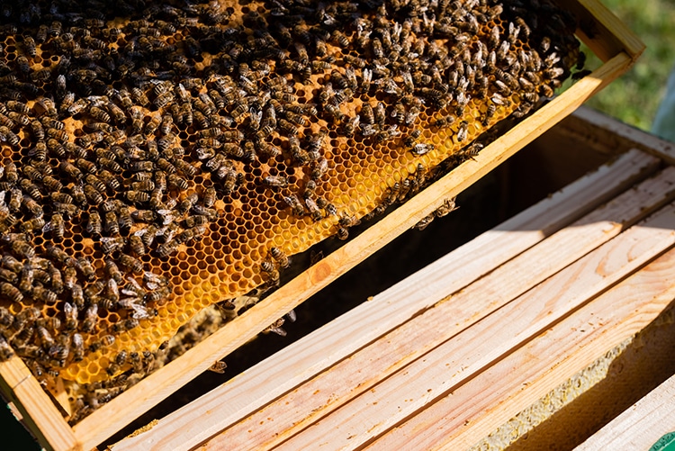 A Vaccine Could Help Save the Honey Bees