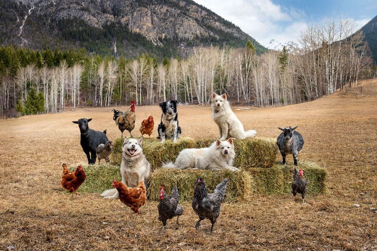 Farm Animal Photography by Tasha Hall