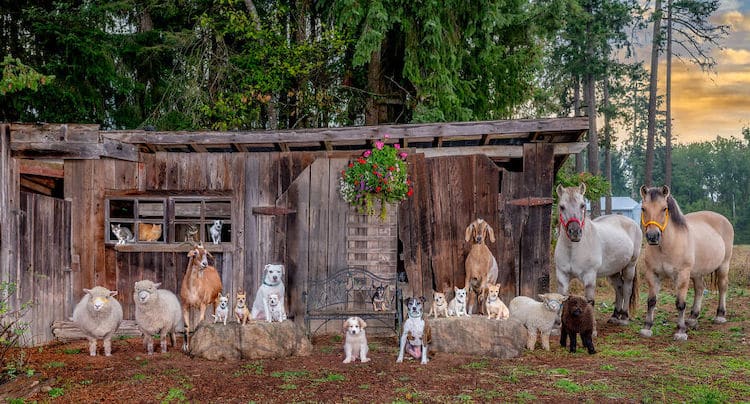 Farm Animal Photography by Tasha Hall