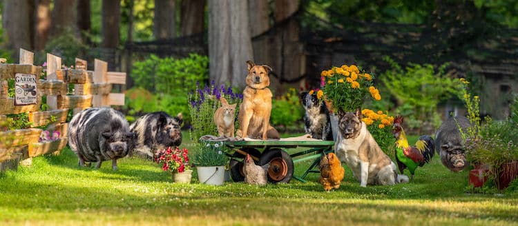 Farm Animal Photography by Tasha Hall